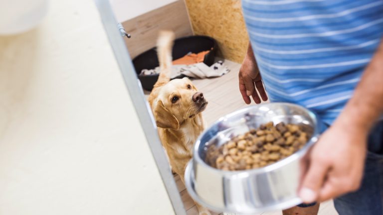 Feeding the Forgotten_ How Compassion for People Grew into Care for Animals in Tijuana