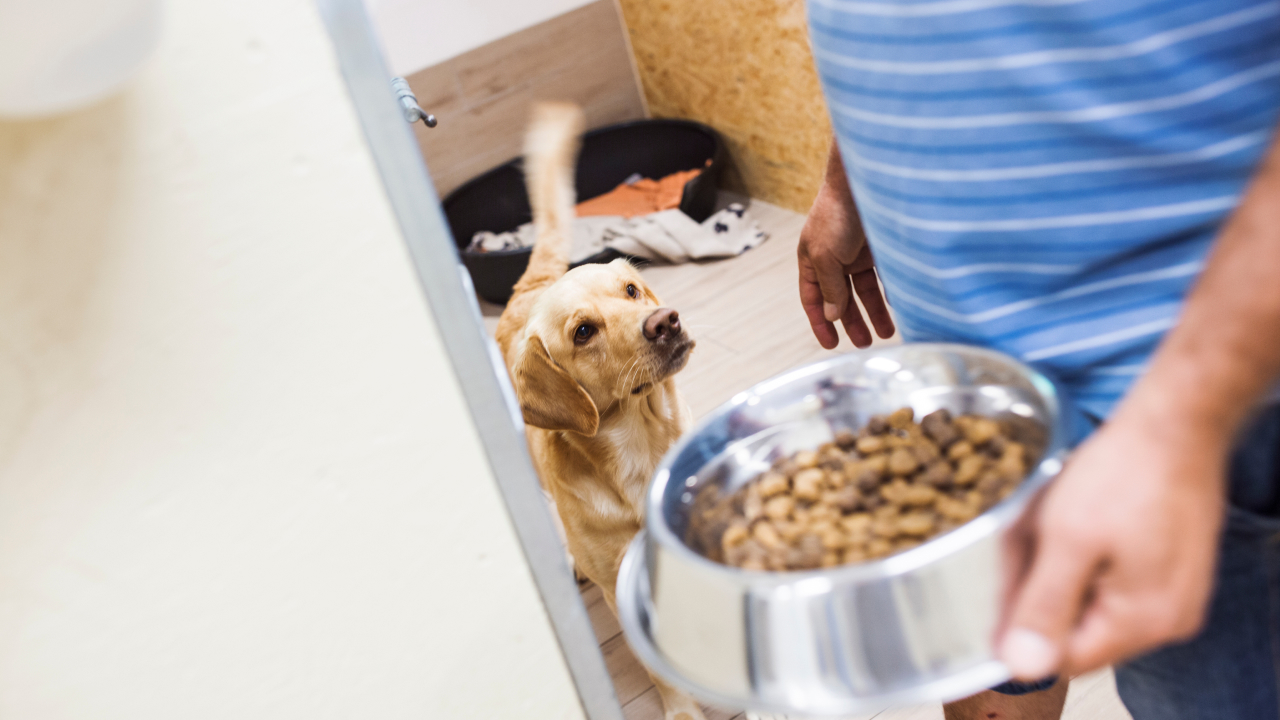 Feeding the Forgotten_ How Compassion for People Grew into Care for Animals in Tijuana